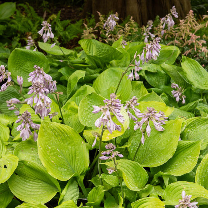 Funkie 'Sum and Substance' - Hosta sum and substance