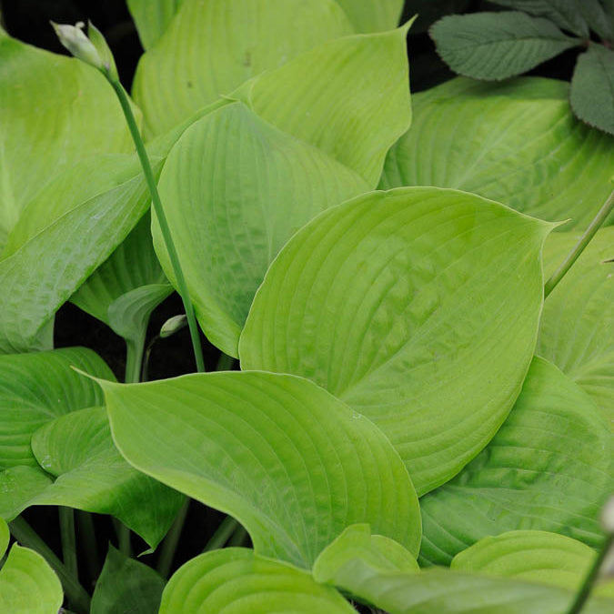 Funkie 'Sum and Substance' - Hosta sum and substance
