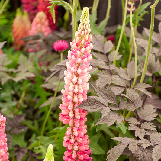 Lupine 'Gallery Pink' - Bakker