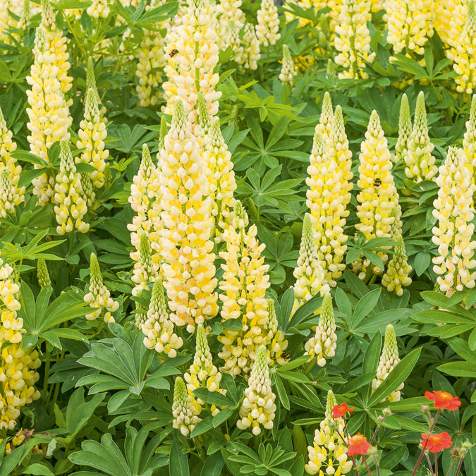 Lupine 'Gallery Yellow' - Lupinus Gallery Yellow