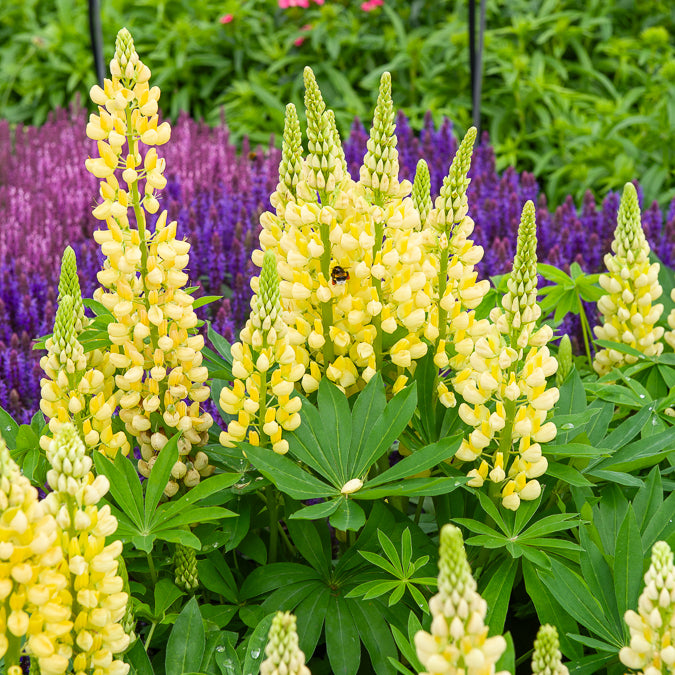 Lupine 'Gallery Yellow' - Lupinus Gallery Yellow