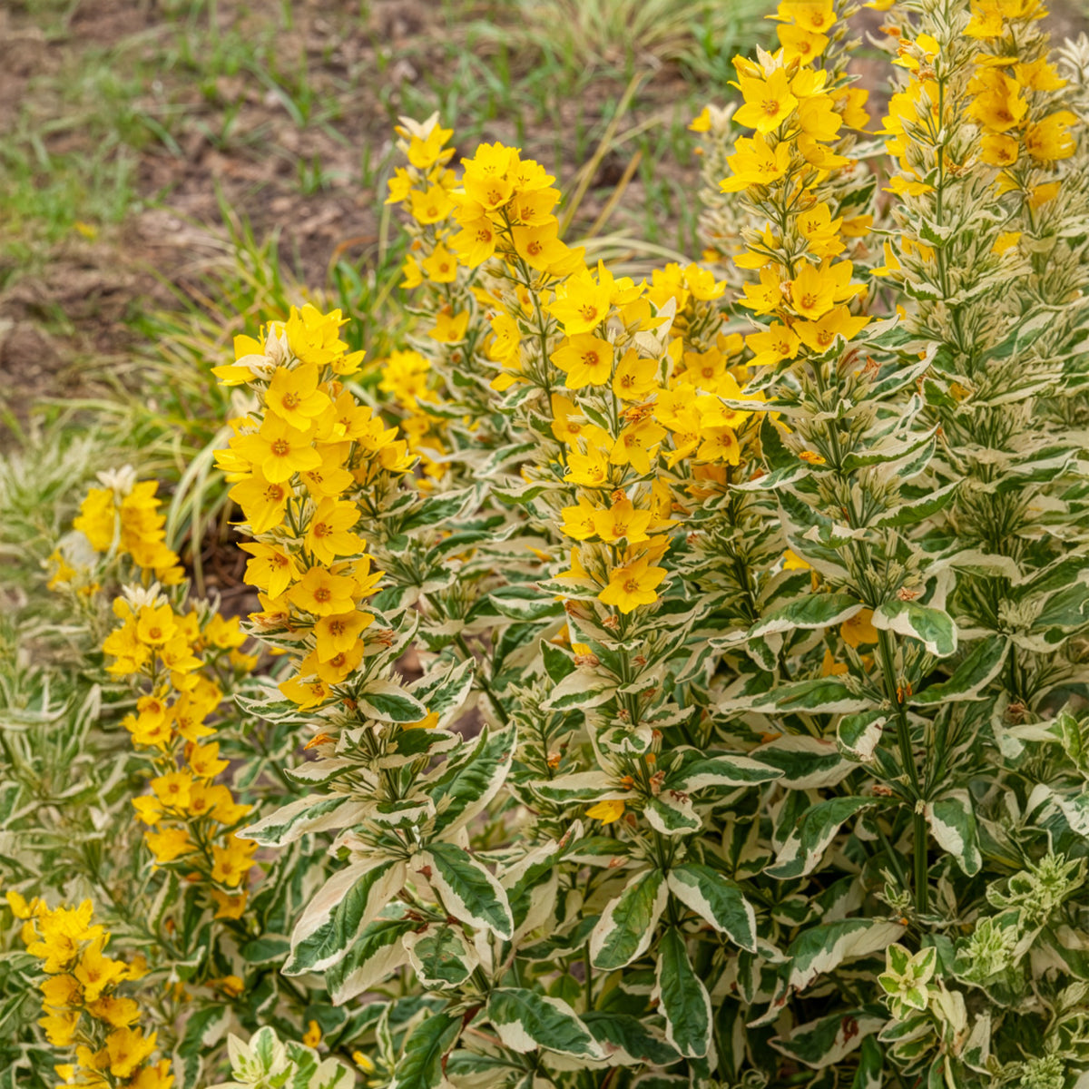 Felberich - Gilbweiderich Alexander - Lysimachia punctata Alexander