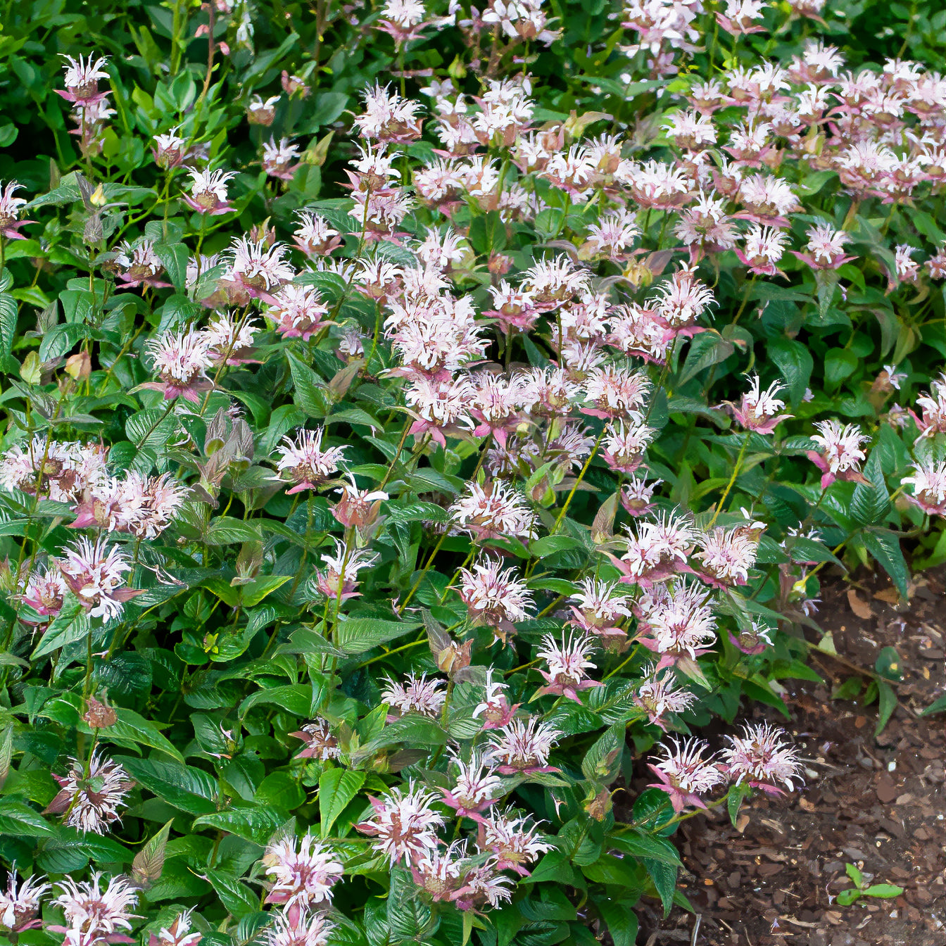 Monarde - Indianernessel Wilde Bergamotte - Monarda bradburiana
