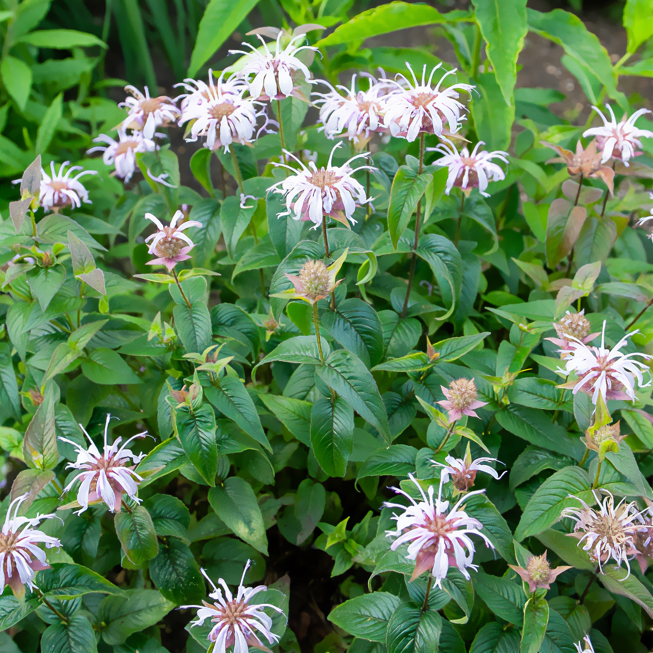Monarda bradburiana - Indianernessel Wilde Bergamotte - Monarde