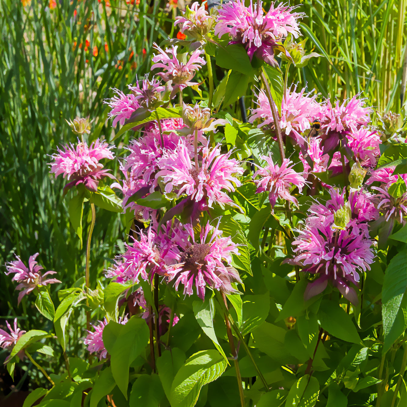 bergamotte zimmerpflanze Bergamotte-Pflanze 'Beauty of Cobham' - Monarda beauty of cobham