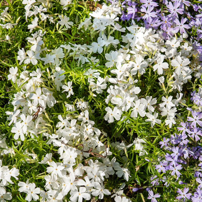 Phlox - Teppich-Flammenblume 'White Delight' - Phlox subulata White Delight