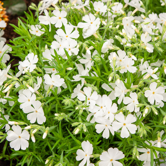 Polster-Phlox 'White Delight' - Phlox subulata White Delight