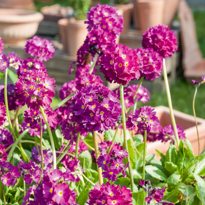 rubin dünger Gezackte Primel Rubin - Primula denticulata rubin