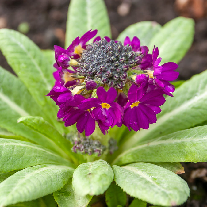 Gezackte Primel Rubin - Primula denticulata rubin