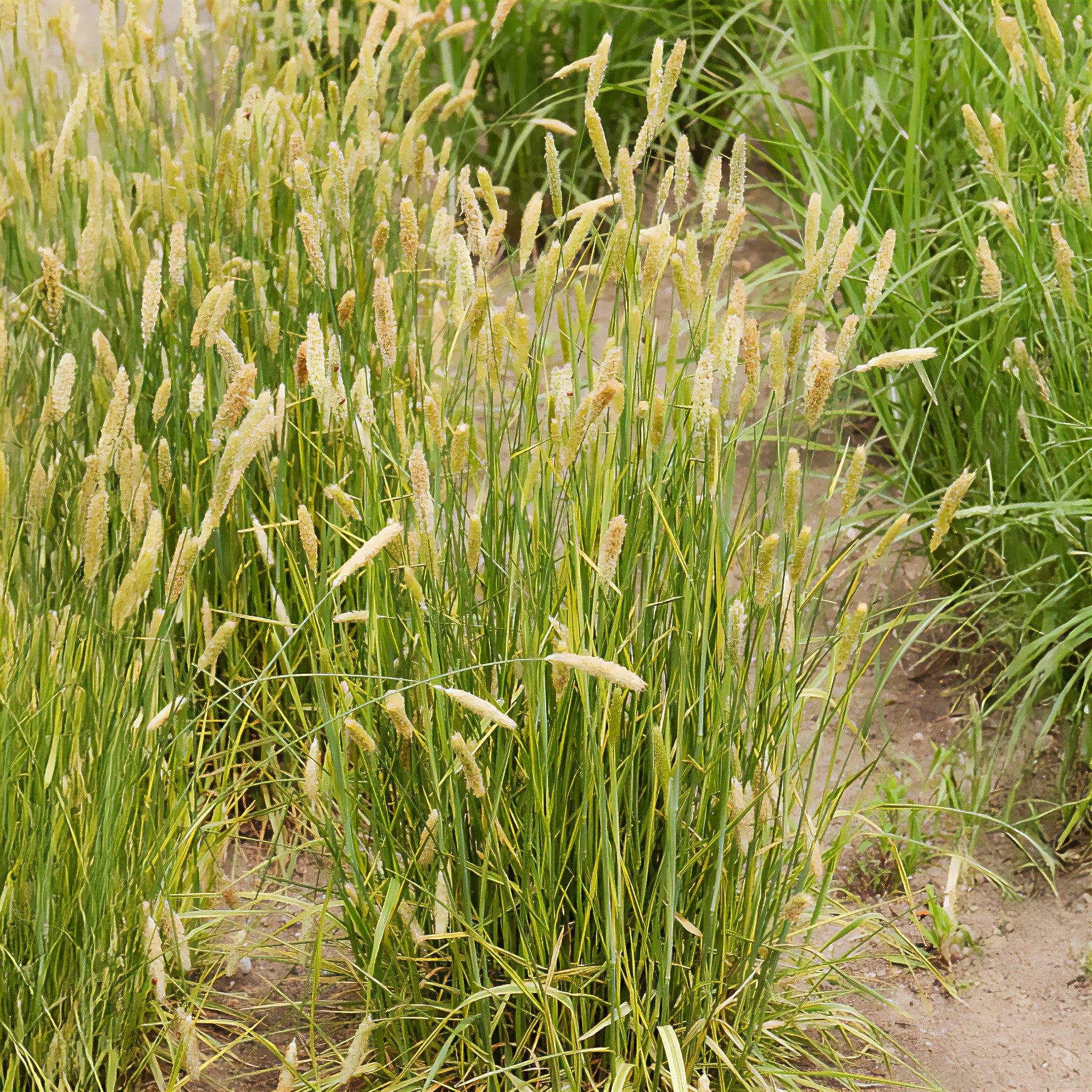 Wiesen-Fuchsschwanz 'Aureovariegatus' - Alopecurus pratensis  Aureovariegatus