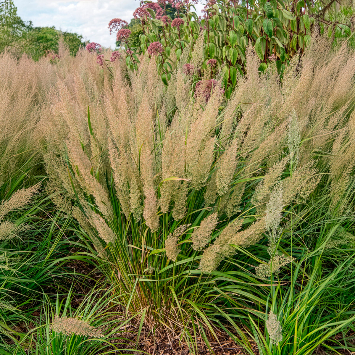 Gräser - Diamantgras - Calamagrostis arundinacea var. brachytricha