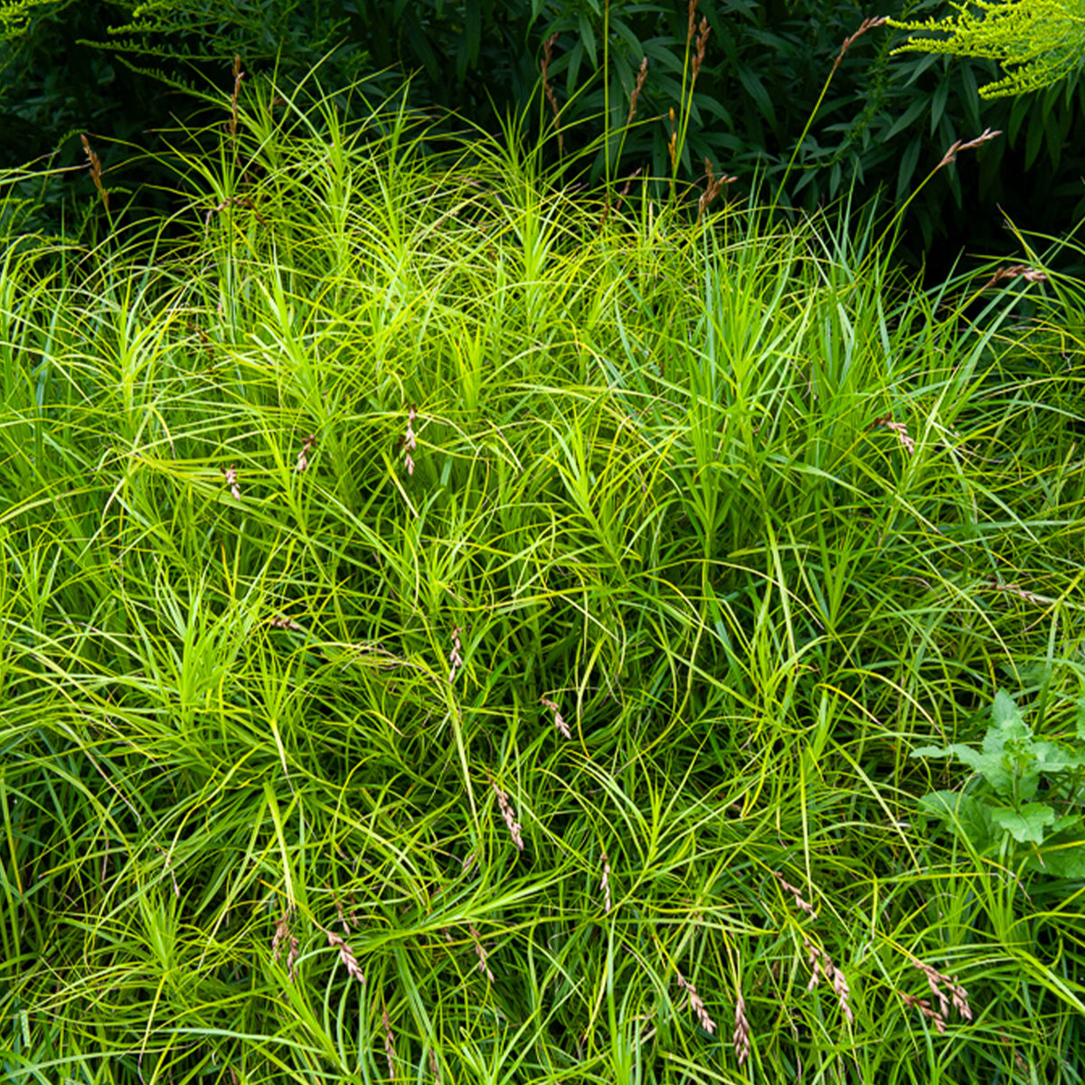 Mäuseschwanz - Carex muskingumensis - Bakker