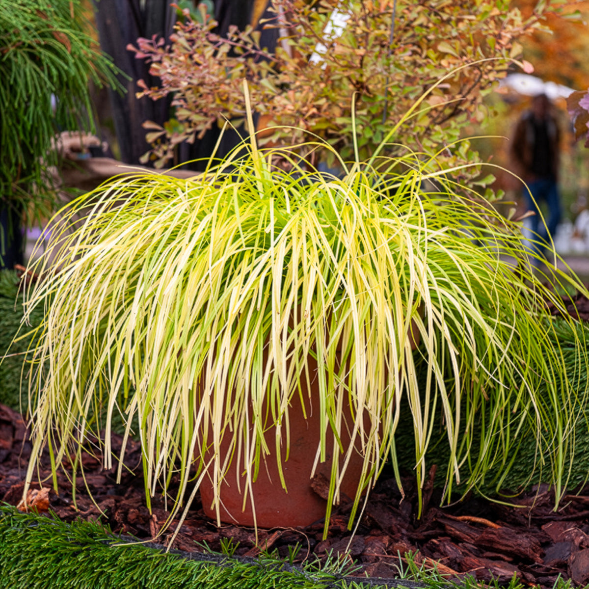 Japan-Segge Everillo - Bakker