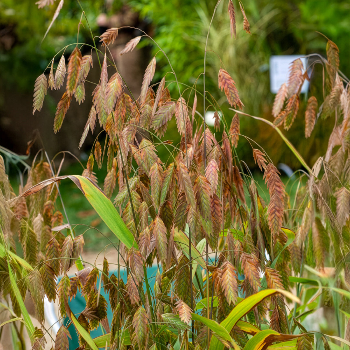 Plattährengras - Chasmanthium latifolium - Bakker