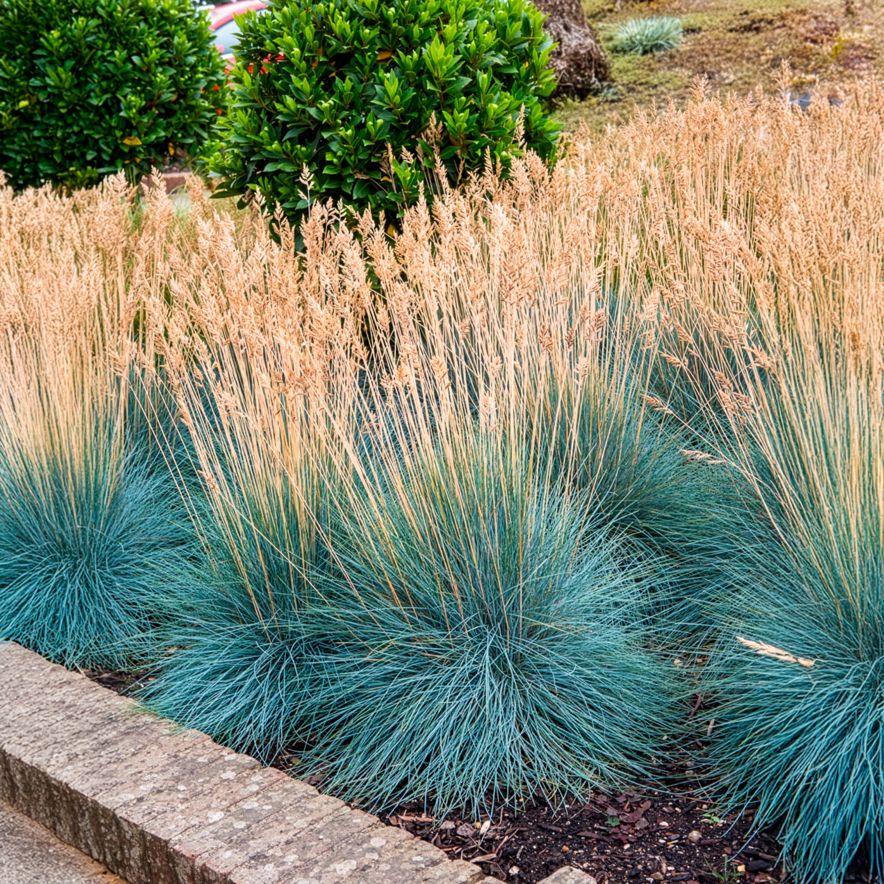 Blau-Schwingel 'Elijah Blue' - Festuca glauca Elijah Blue