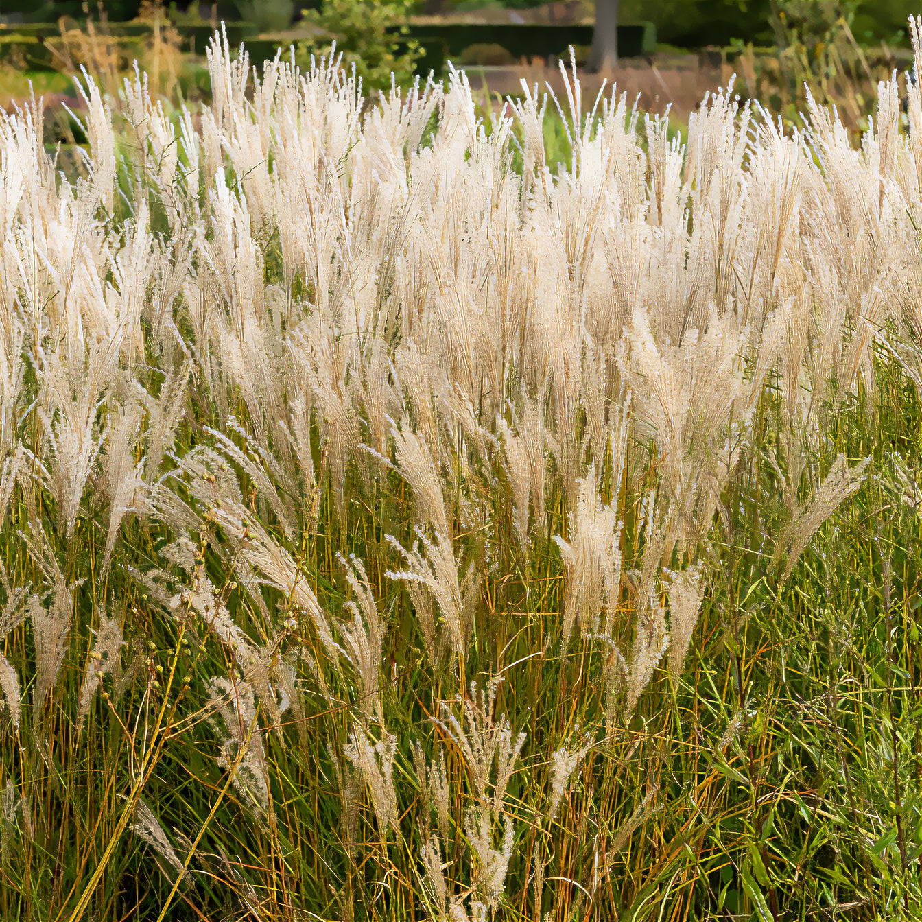 Chinaschilf 'Kleine Fontäne' - Miscanthus sinensis kleine fontäne