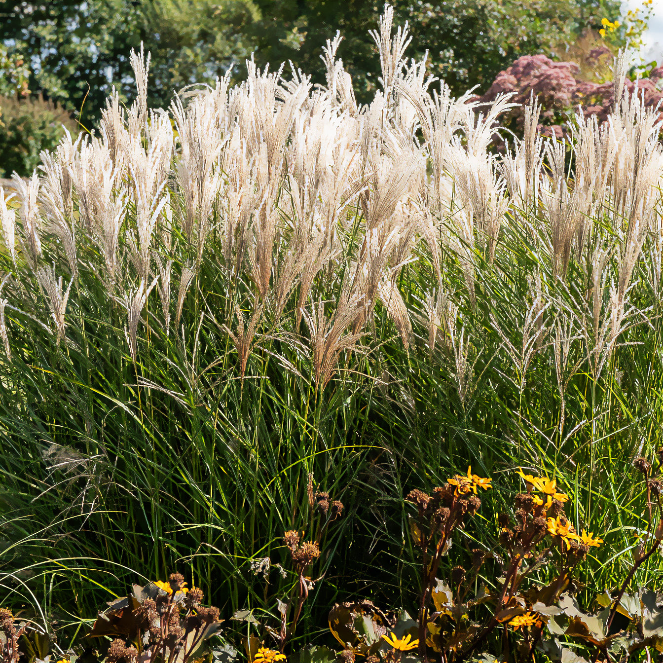 Chinaschilf 'Kleine Fontäne' - Miscanthus sinensis kleine fontäne