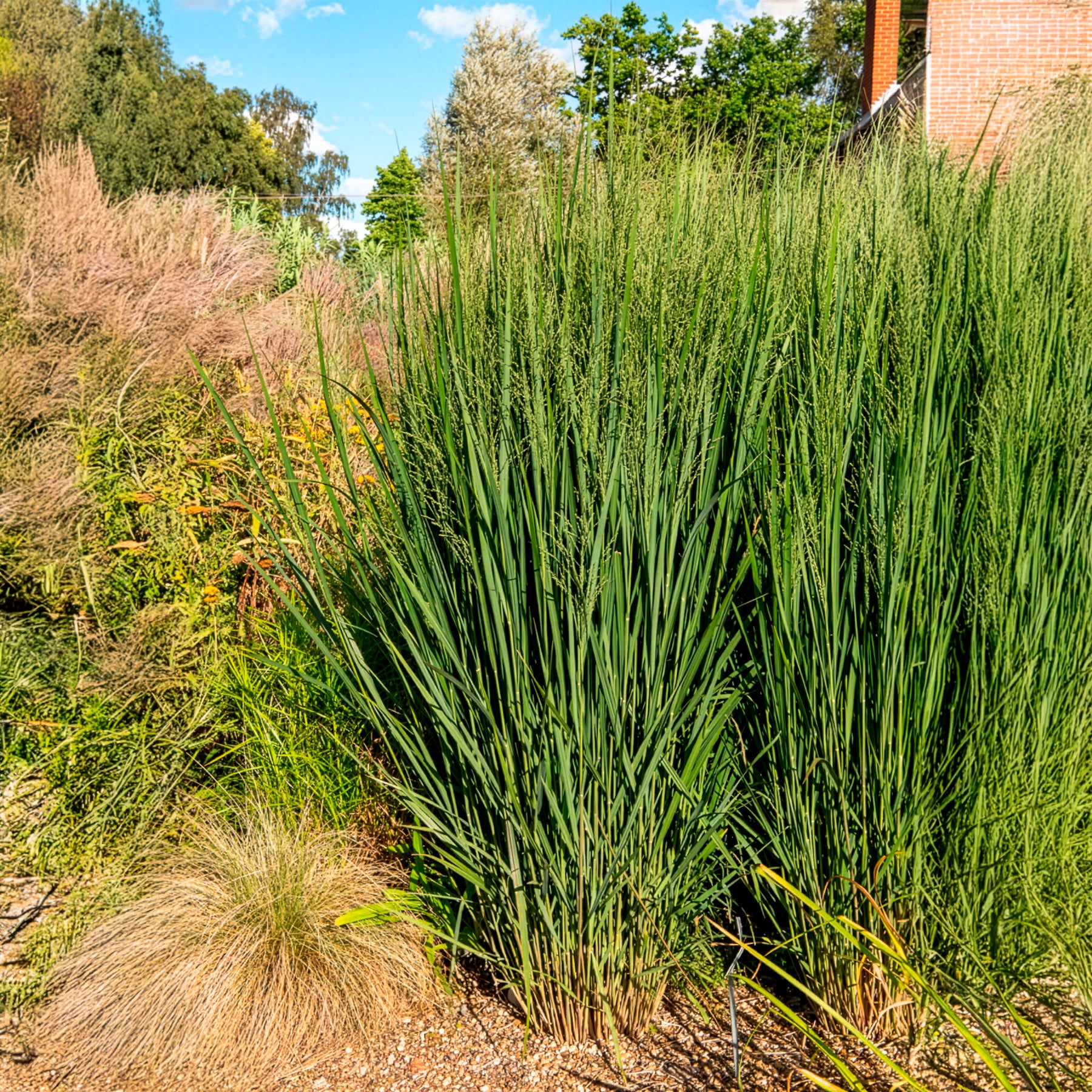 rutenhirse northwind düngen Riesen-Rutenhirse Northwind - Panicum virgatum northwind