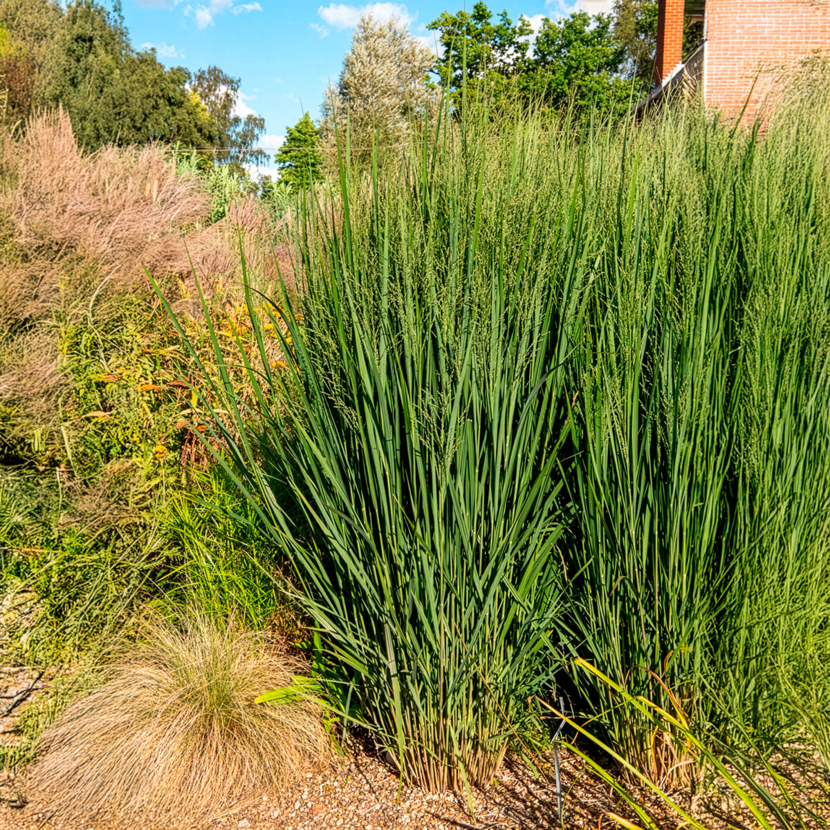 Panicum virgatum northwind - Riesen-Rutenhirse Northwind - Rispenhirse