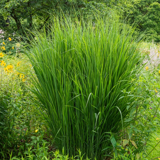 Riesen-Rutenhirse Northwind - Bakker
