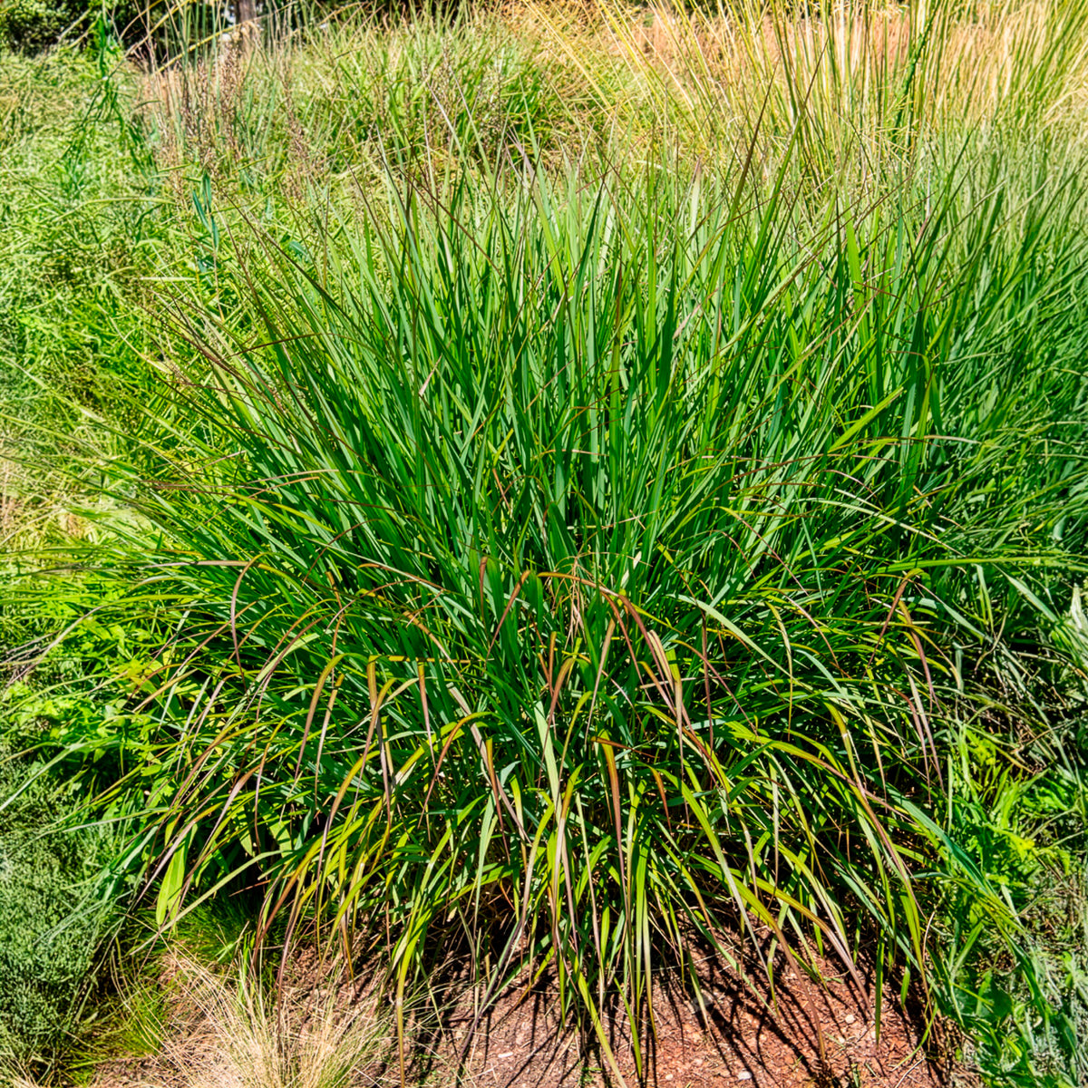 Panicum virgatum Squaw - Rutenhirse Squaw - Rispenhirse