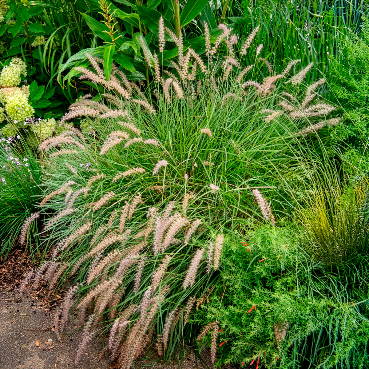 Lampenputzergras ‘Gelbstiel’ - Pennisetum alopecuroides gelbstiel - Bakker