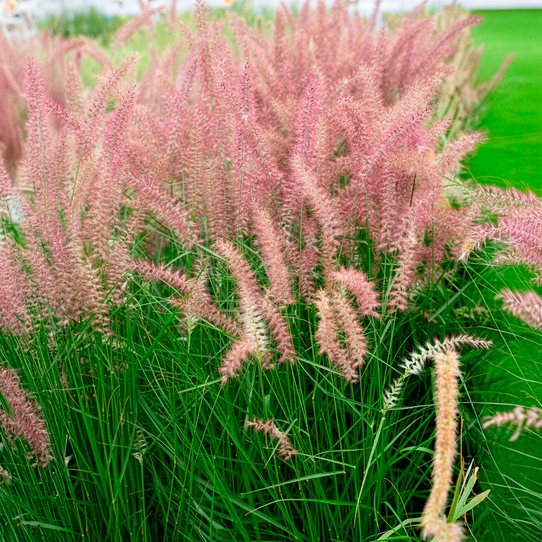 Faszinierend Lampenputzergras Karley Rose Bilder