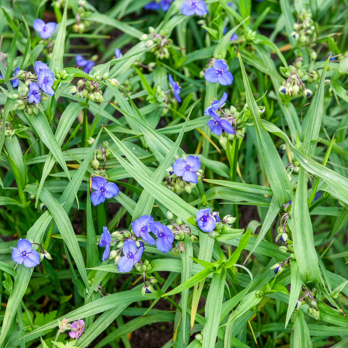 Dreimasterblume ‘Zwanenburg Blue’ - Tradescantia ( andersoniana group ) zwanenburg blu - Bakker