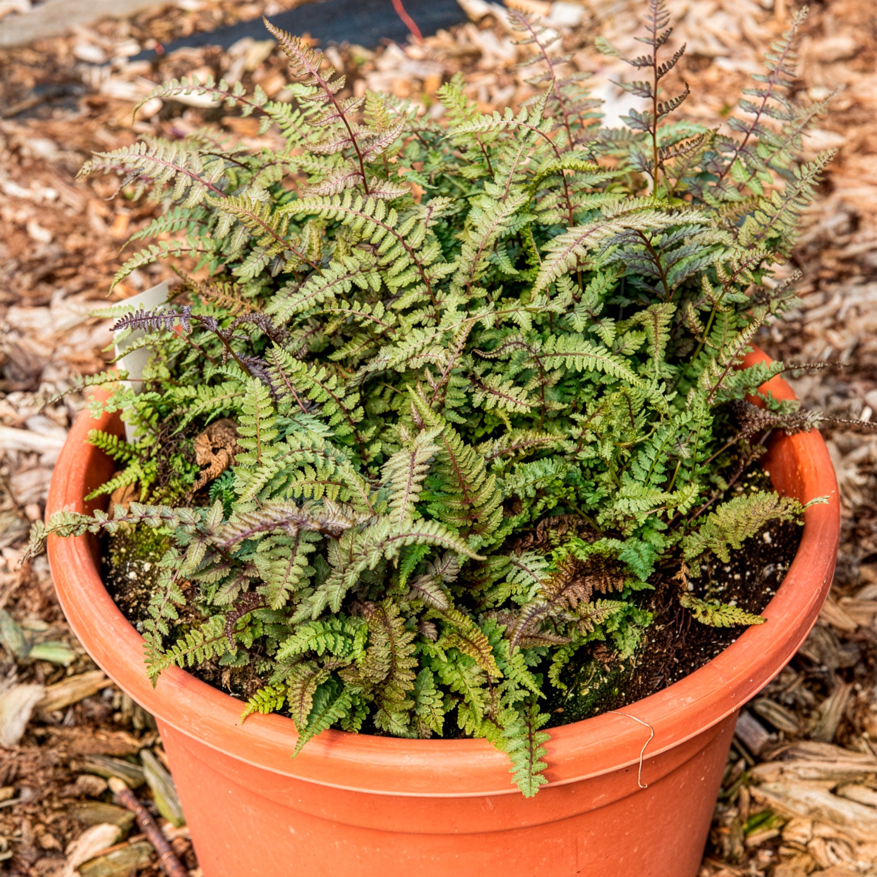 outdoor farn Gemalter Farn Burgundy Lace - Athyrium niponicum burgundy lace