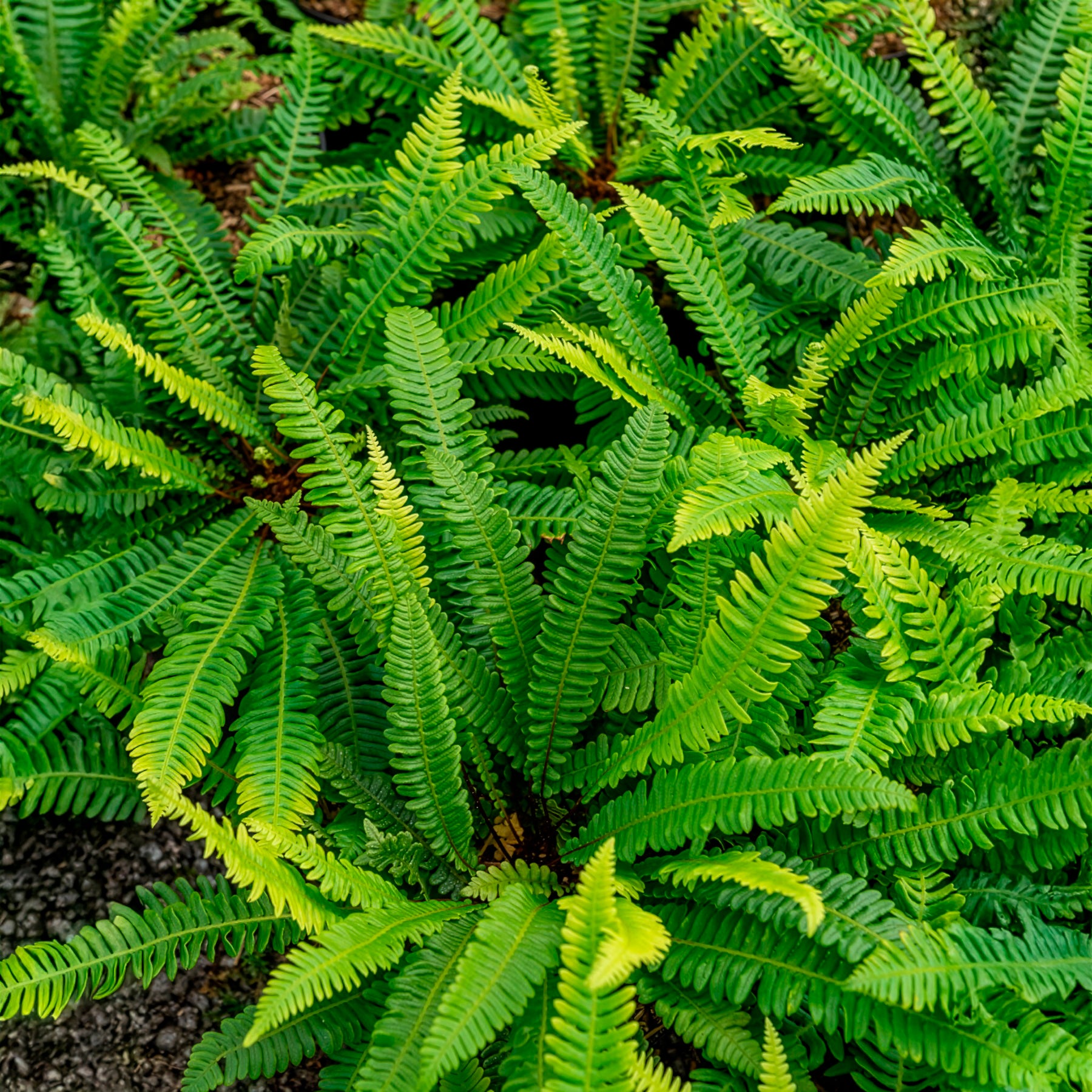 rippenfarn zimmerpflanze Rippenfarn - Blechnum spicant