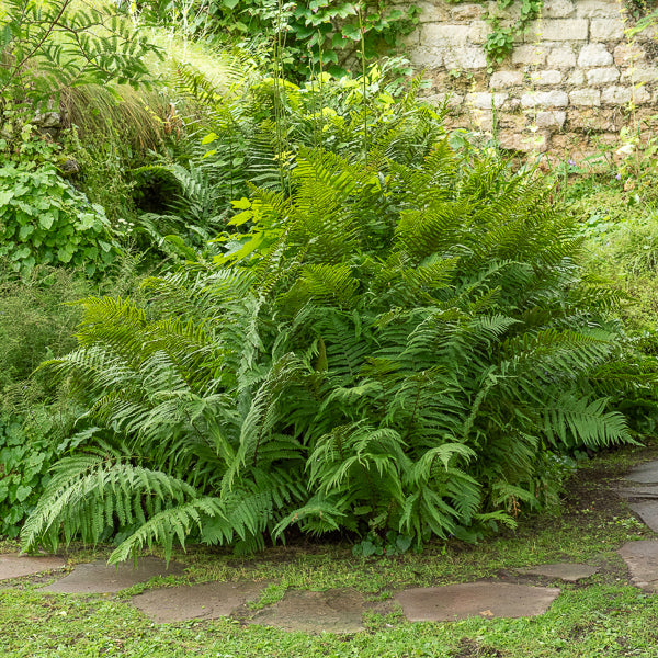 Echter Wurmfarn - Dryopteris filix-mas