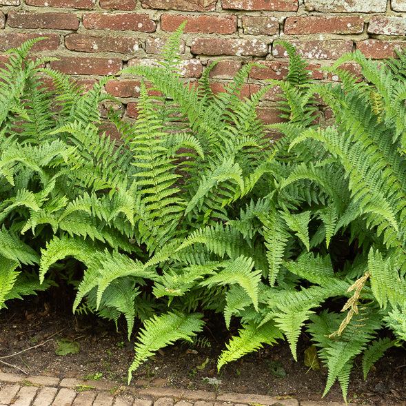 Stauden - Echter Wurmfarn - Dryopteris filix-mas