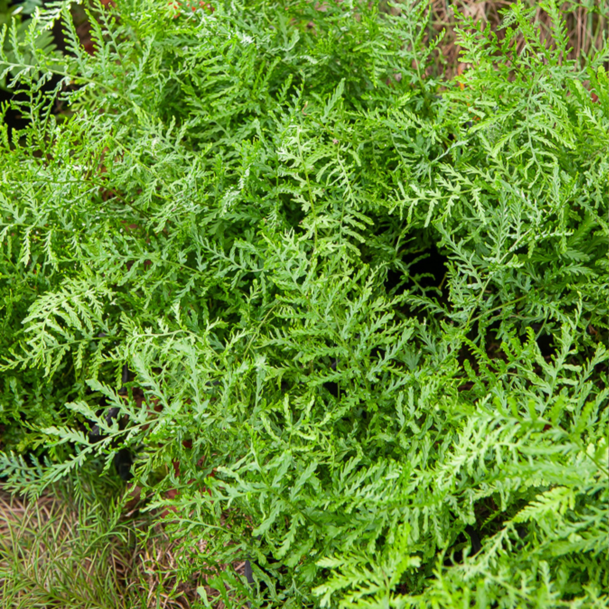 kleinwüchsiger farn Männlicher Farn Linearis Polydactyla - Dryopteris filix-mas linearis  polydactyla