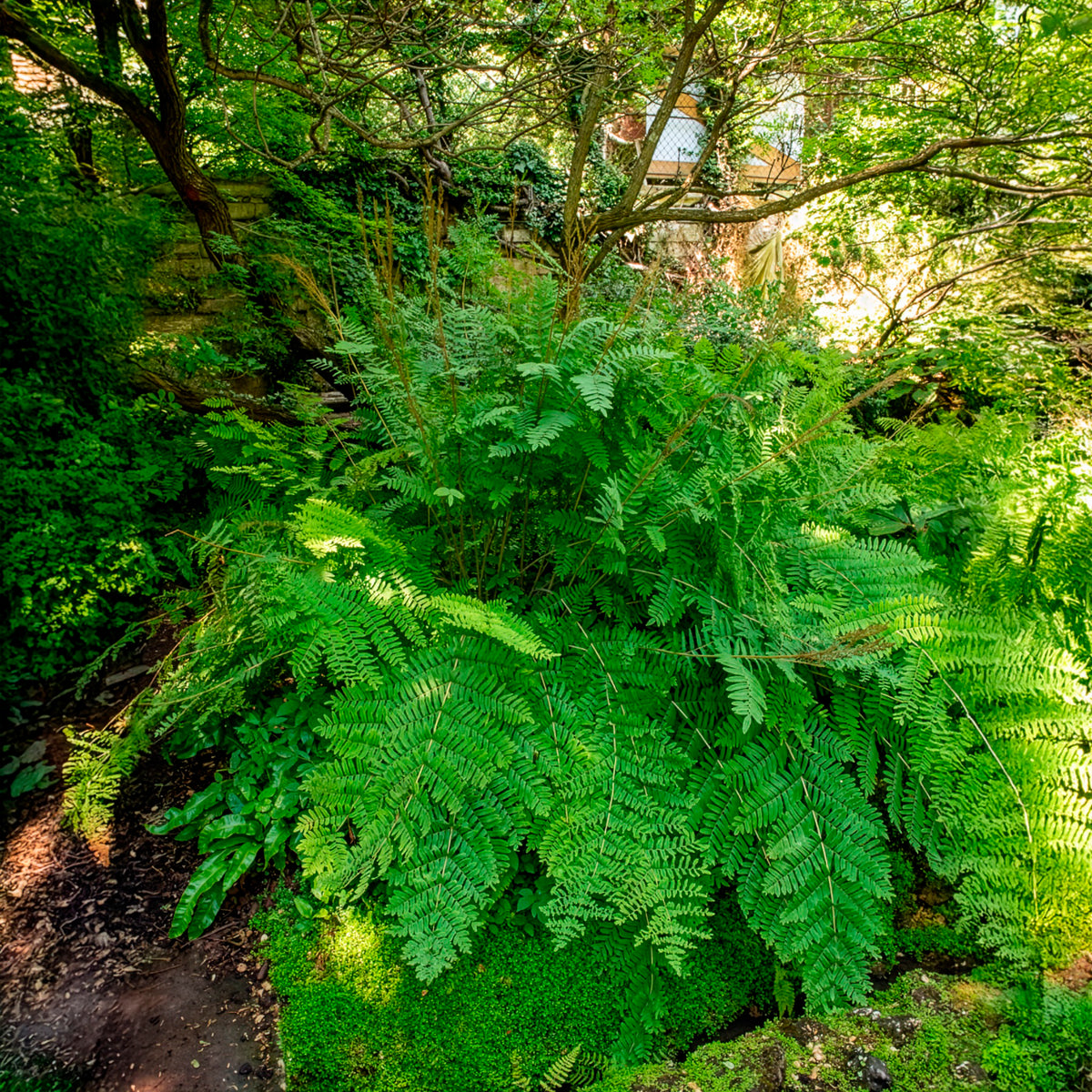 Verkauf Königlicher Osmonde - Osmunda regalis