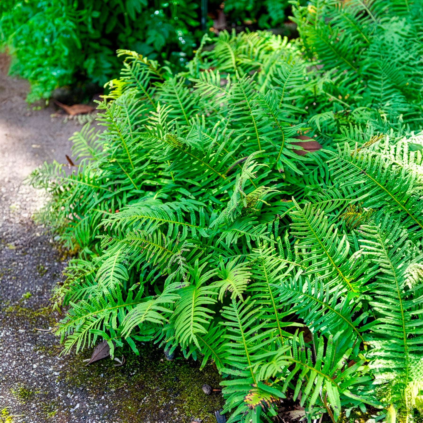 Tüpfelfarn - Polypodium vulgare