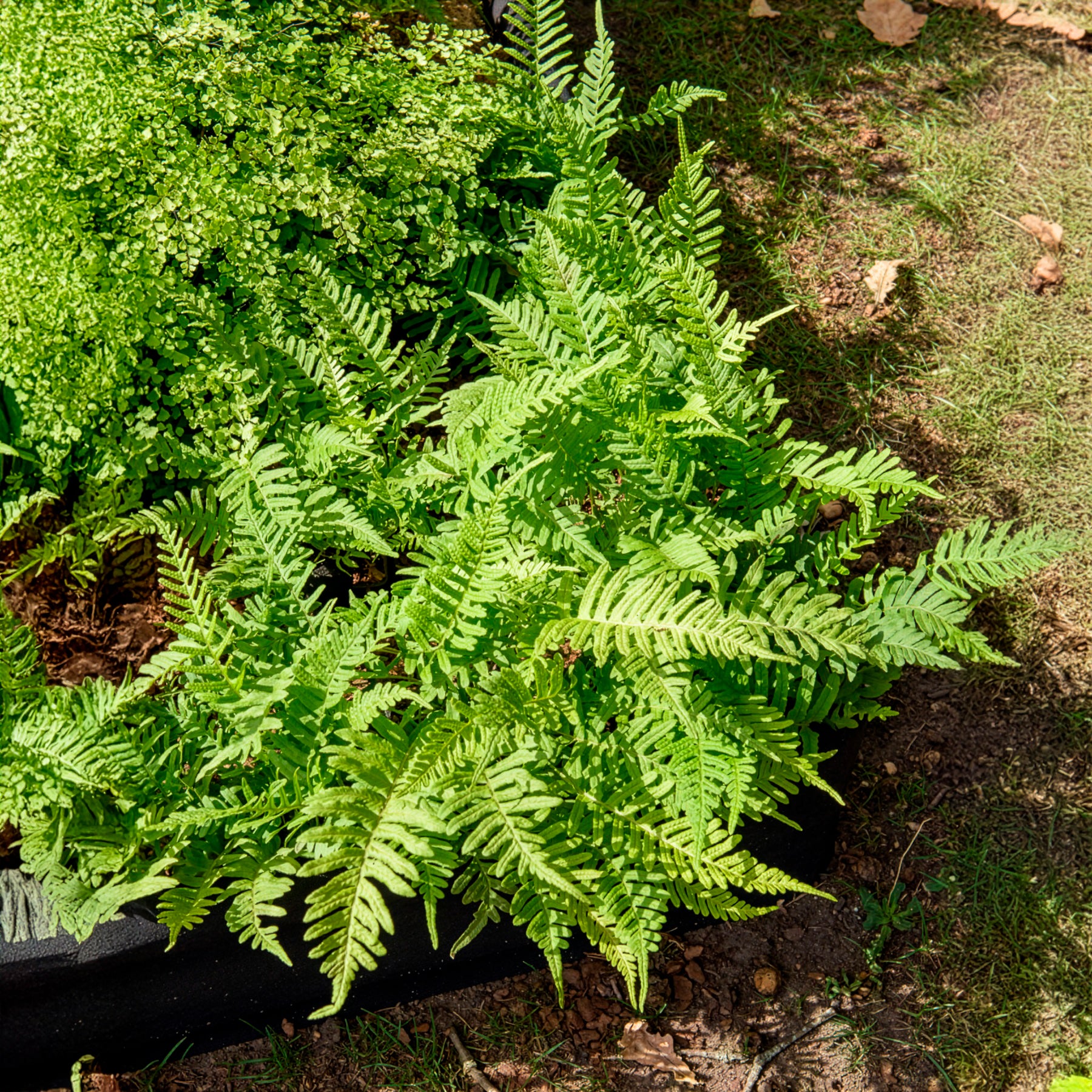 tüpfelfarn zimmerpflanze Tüpfelfarn - Polypodium vulgare