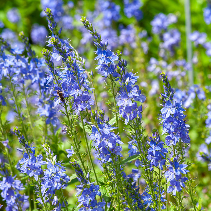 Großer Ehrenpreis Royal Blue - Veronica austriaca royal blue
