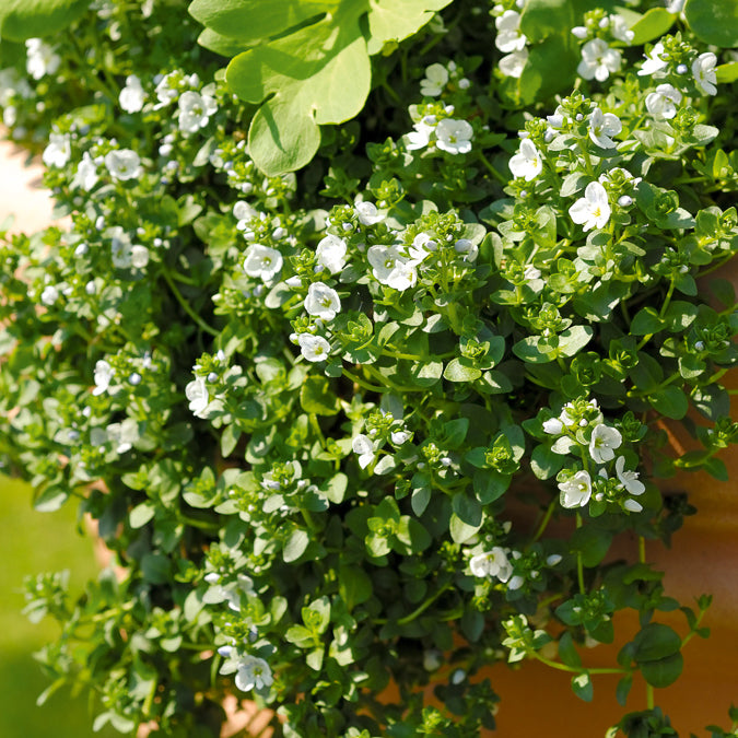 Kriechender Ehrenpreis - Veronica repens