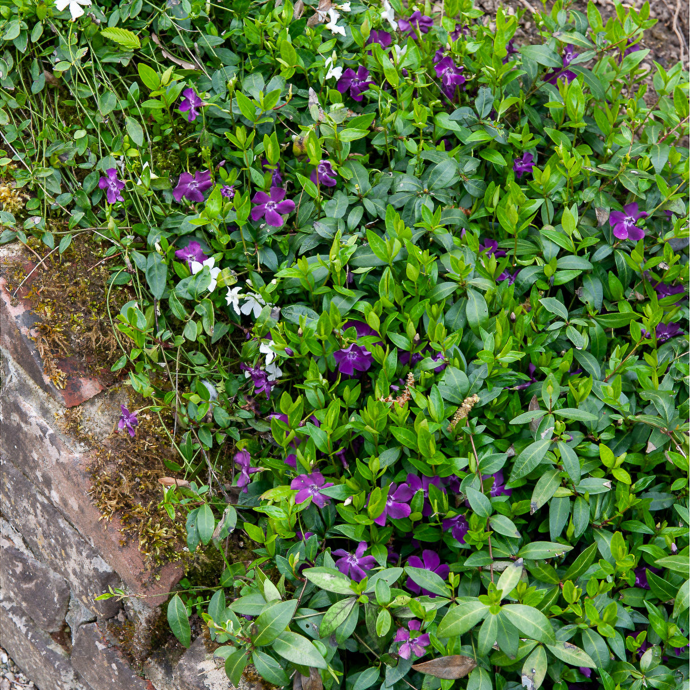 Jungfernkraut Immergrün - Vinca minor atropurpurea