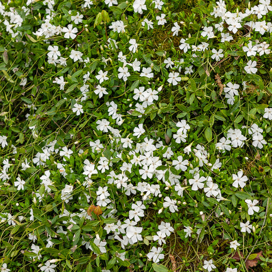 Kleines Immergrün 'Gertrude Jekyll' - Bakker