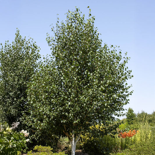 Himalaya-Birke - Bakker