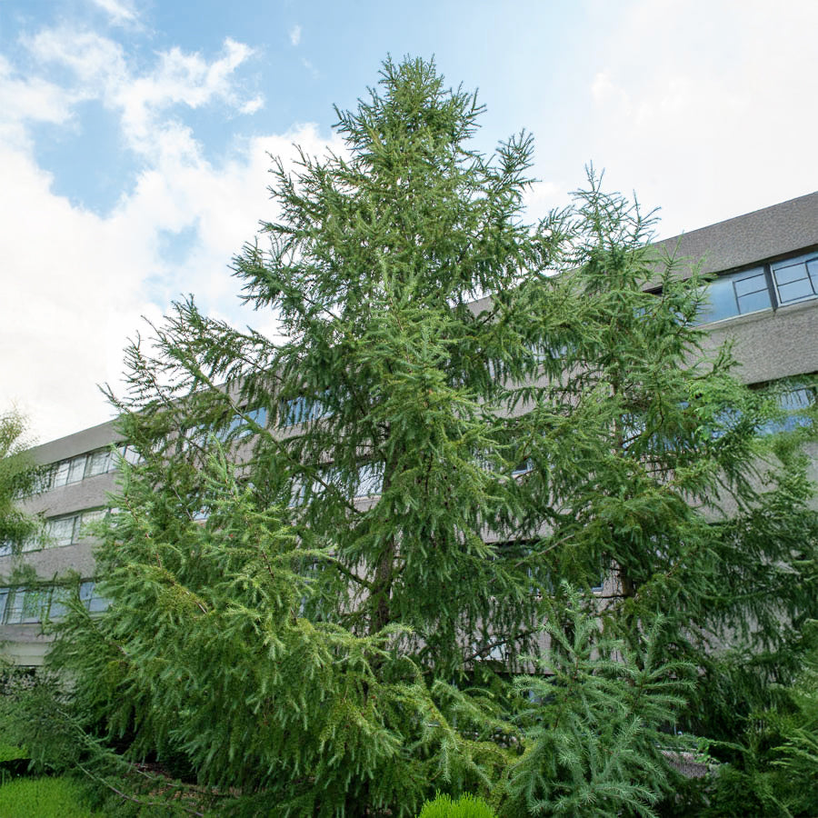 Japanische Lärche - Larix kaempferi