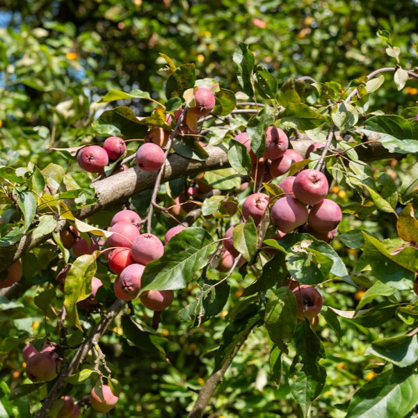 Verkauf Zierapfel Liset - Malus 'liset'