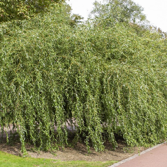Korkenzieher-Weide 'Tortuosa' - Salix babylonica tortuosa
