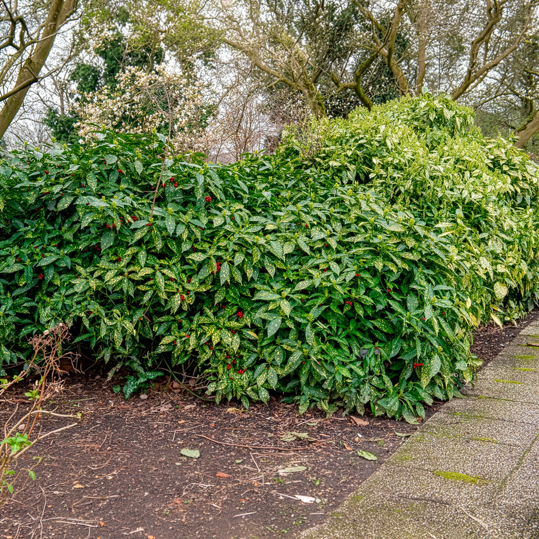 Japanische Aukube - Aucuba japonica variegata