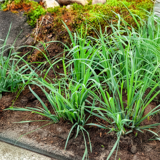 Japan Segge Bunny Blue - Bakker