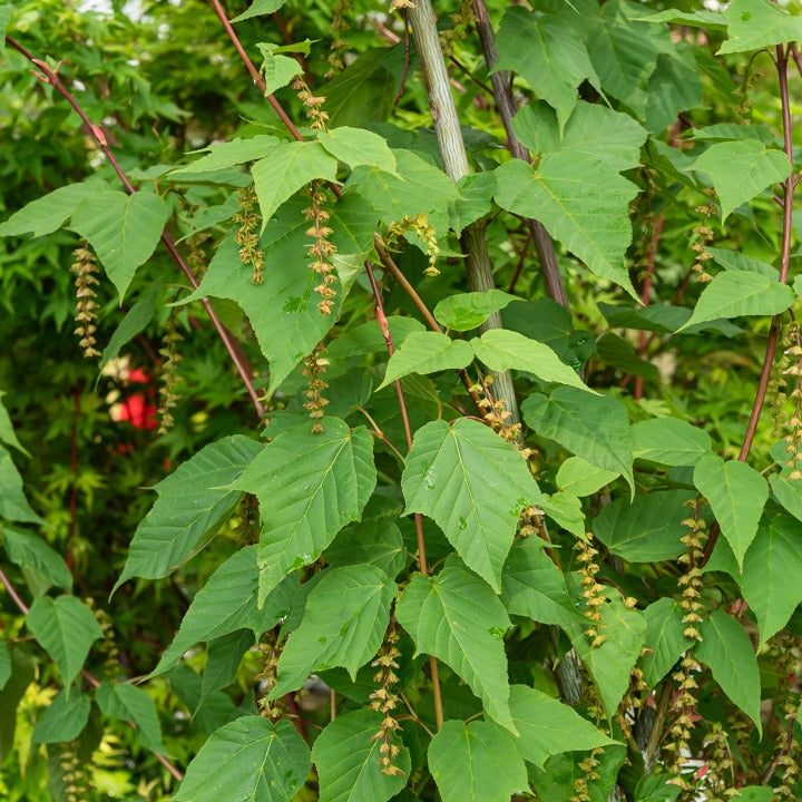 Schlangenhaut-Ahorn - Acer davidii - Bakker