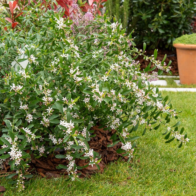 Wachs-Blume - Eriostemon myoporoides (philotheca)