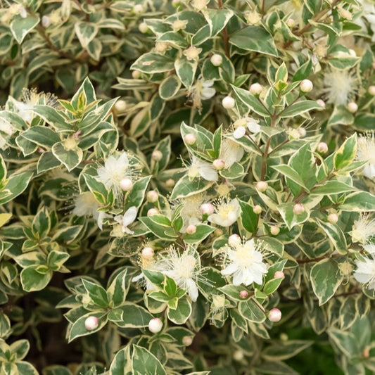 Buntblättrige Myrte - Myrtus communis 'variegata' - Terrasse balkon