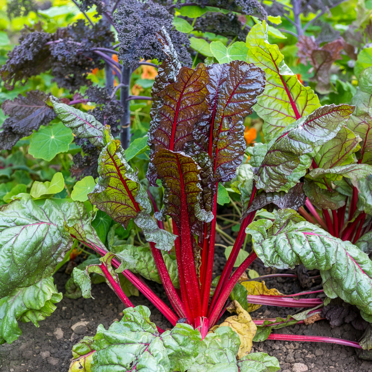 Rhabarber Mangold Rhubarb Chard